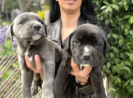 Cane Corso Yavrularım Sağlık Ve Irk Garantilid