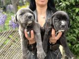 Cane Corso Yavrularım Sağlık Ve Irk Garantilid