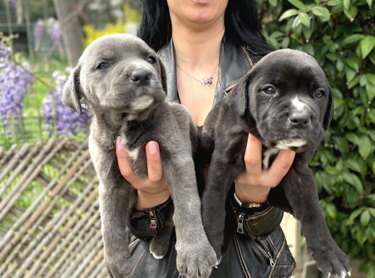 Cane Corso Yavrularım Sağlık Ve Irk Garantilid görsel