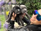 Cane Corso Yavrularım Sağlık Ve Irk Garantilid