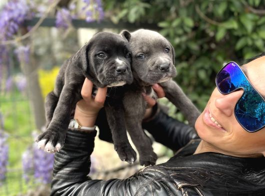 Cane Corso Yavrularım Sağlık Ve Irk Garantilid görsel