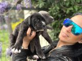 Cane Corso Yavrularım Sağlık Ve Irk Garantilid