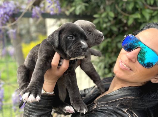 Cane Corso Yavrularım Sağlık Ve Irk Garantilid görsel