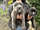 Cane Corso Yavrularım Sağlık Ve Irk Garantilid