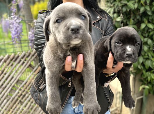 Cane Corso Yavrularım Sağlık Ve Irk Garantilid görsel