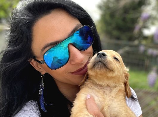 Golden Retriver Yavrularım Sağlık Ve Irk Garantilidir görsel