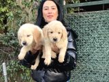 Golden Retriver Yavrularım Sağlık Ve Irk Garantilidir