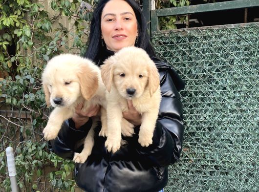 Golden Retriver Yavrularım Sağlık Ve Irk Garantilidir görsel