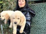 Golden Retriver Yavrularım Sağlık Ve Irk Garantilidir
