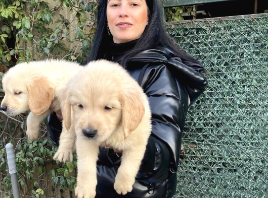 Golden Retriver Yavrularım Sağlık Ve Irk Garantilidir görsel