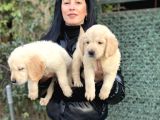 Golden retriver yavrularım sağlık ve ırk garantilidir