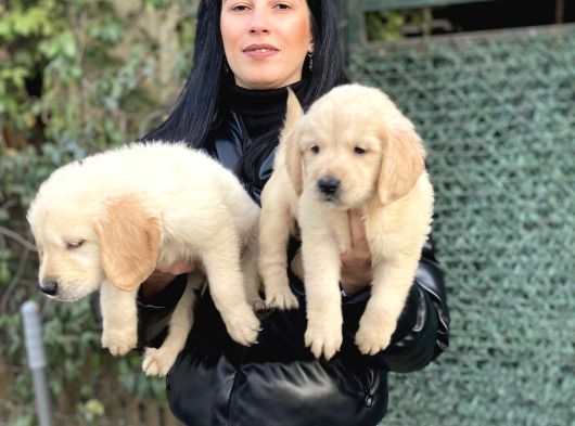 Golden Retriver Yavrularım Sağlık Ve Irk Garantilidir
