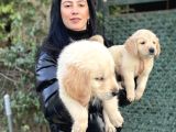 Golden Retriver Yavrularım Sağlık Ve Irk Garantilidir