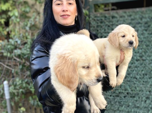 Golden Retriver Yavrularım Sağlık Ve Irk Garantilidir görsel