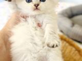 British Longhair Point Dişi Bebek