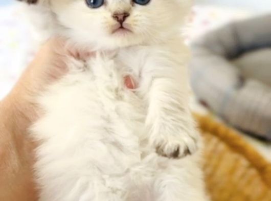 British Longhair Point Dişi Bebek görsel