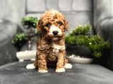 EN ÖZEL RENK POODLE PARTY COLOUR YAVRUMUZ