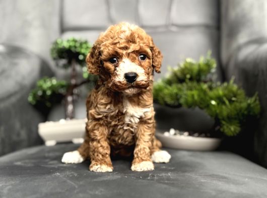 En Özel Renk Poodle Party Colour Yavrumuz