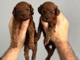 TEACUP KORE RED BROWN KUYRUKSUZ POODLELAR