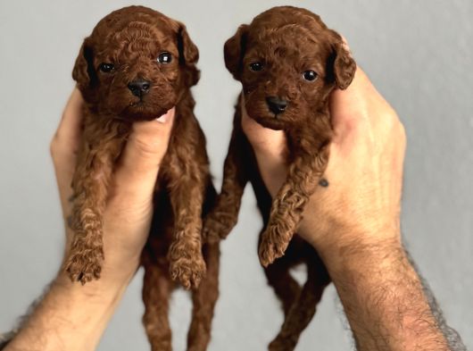 Teacup Kore Red Brown Kuyruksuz Poodlelar