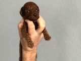 Teacup Kore Red Brown Kuyruksuz Poodlelar