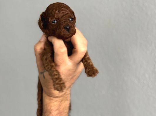 Teacup Kore Red Brown Kuyruksuz Poodlelar görsel