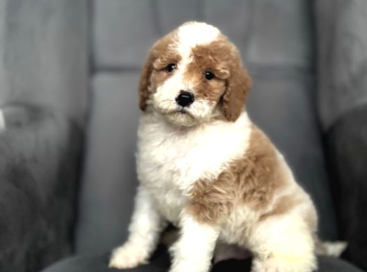 Muhteşem Renk Dağilimi Doodle Bebeği̇mi̇z Aşili görsel