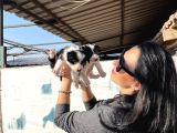 Border Colie Yavrularım Sağlık Ve Irk Varantilid