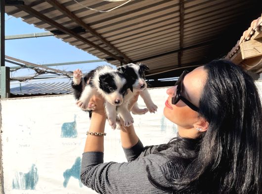 Border Colie Yavrularım Sağlık Ve Irk Varantilid görsel