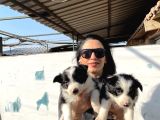 Border Colie Yavrularım Sağlık Ve Irk Garantilid