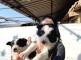 Border Colie Yavrularım Sağlık Ve Irk Garantili
