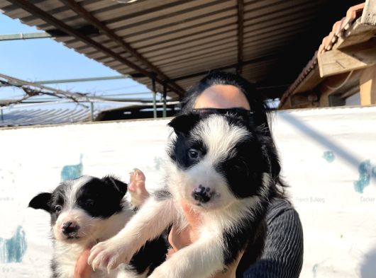 Border Colie Yavrularım Sağlık Ve Irk Garantilid görsel