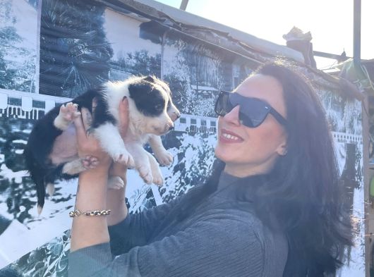 Border Colie Yavrularım Sağlık Ve Irk Garantili görsel