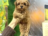 Maltipoo Korean