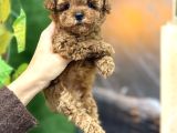 Maltipoo korean