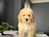 Bebek Yüzlü Goldendoodle Aşili Yavrumuz