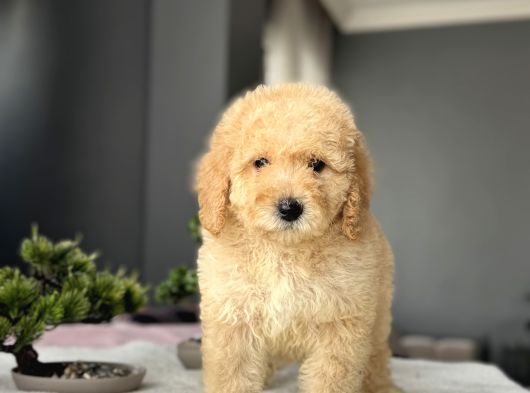Bebek Yüzlü Goldendoodle Aşili Yavrumuz görsel