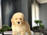 BEBEK YÜZLÜ GOLDENDOODLE AŞILI YAVRUMUZ