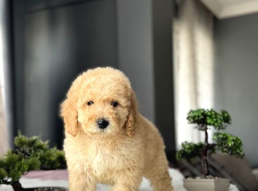 Bebek Yüzlü Goldendoodle Aşili Yavrumuz