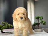 Bebek Yüzlü Goldendoodle Aşili Yavrumuz