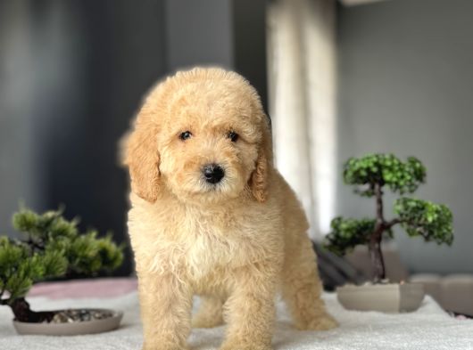 Bebek Yüzlü Goldendoodle Aşili Yavrumuz görsel