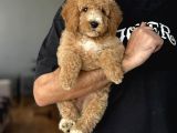 Di̇zayn Irk Üst Kali̇te Labradoodle Bebekler