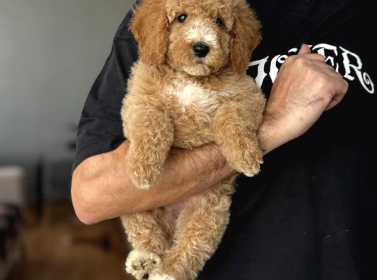 Di̇zayn Irk Üst Kali̇te Labradoodle Bebekler görsel