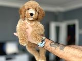 DİZAYN IRK ÜST KALİTE LABRADOODLE BEBEKLER