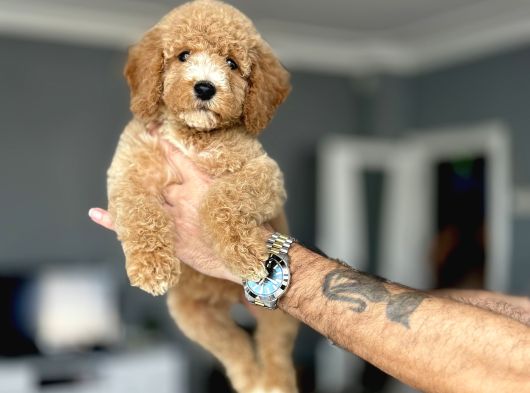 Di̇zayn Irk Üst Kali̇te Labradoodle Bebekler