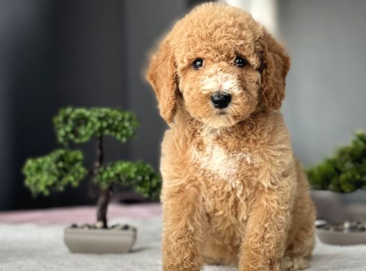 Di̇zayn Irk Üst Kali̇te Labradoodle Bebekler görsel