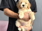 Labradoodle Garanti̇li̇ Rehber Irk Aşili
