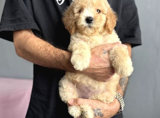 Labradoodle Garanti̇li̇ Rehber Irk Aşili görsel