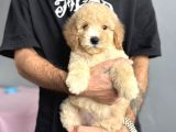 LABRADOODLE GARANTİLİ REHBER IRK AŞILI