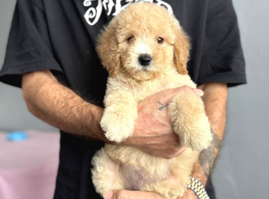 Labradoodle Garanti̇li̇ Rehber Irk Aşili